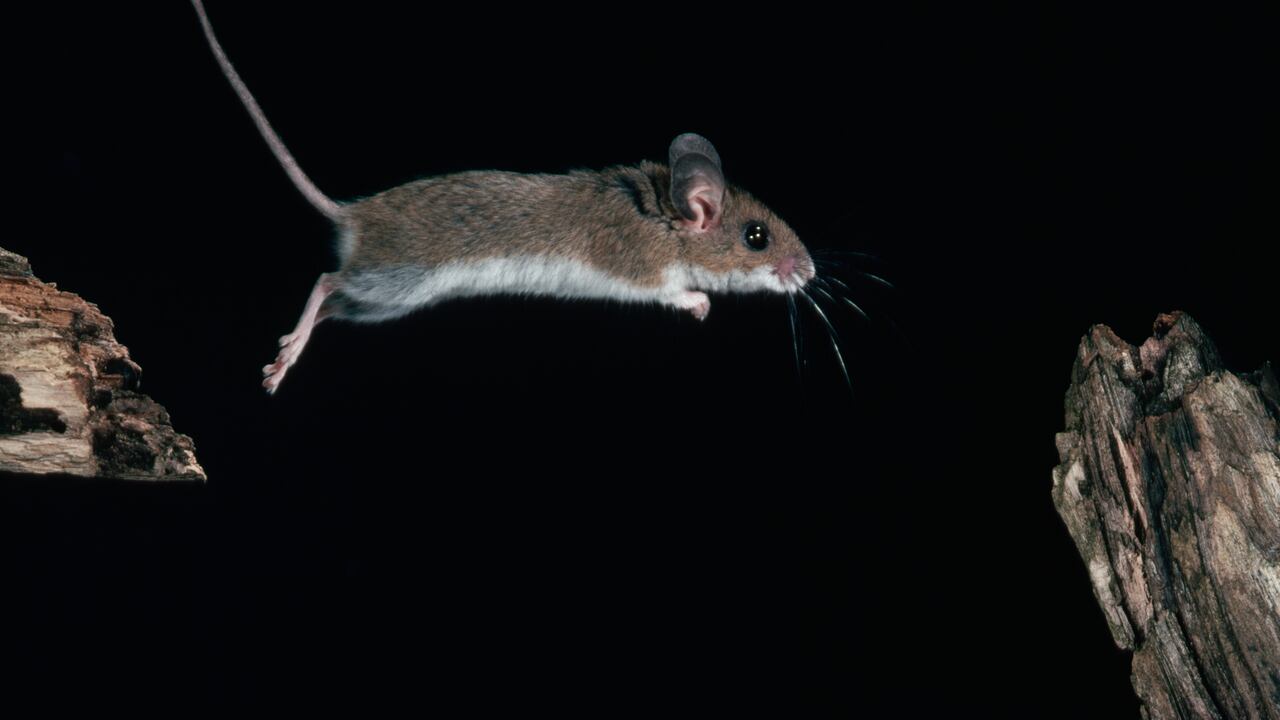 Los ratones son una plaga que puede causar afecciones de salud.