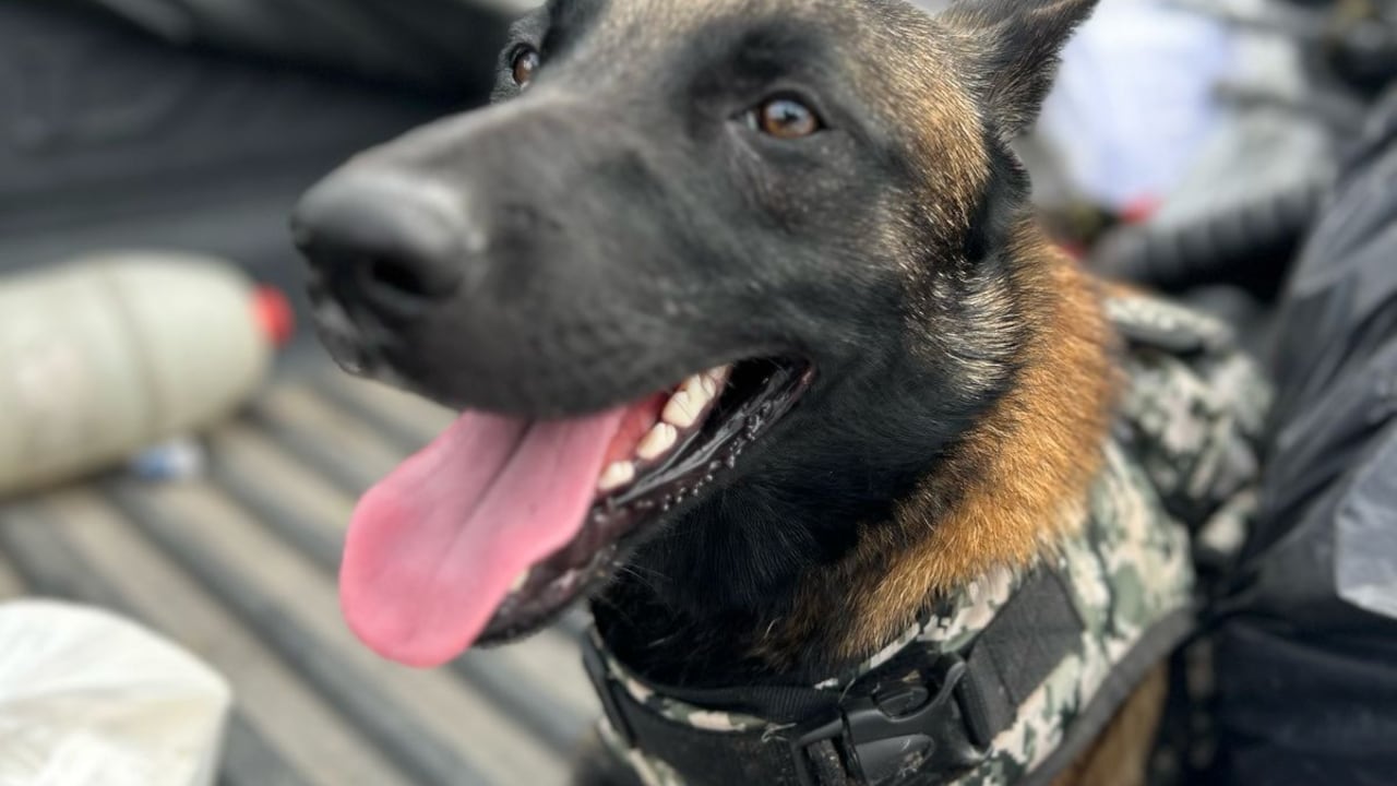 Peligrosa banda en Huila tenía un perro de nueve millones de pesos y un gran arsenal