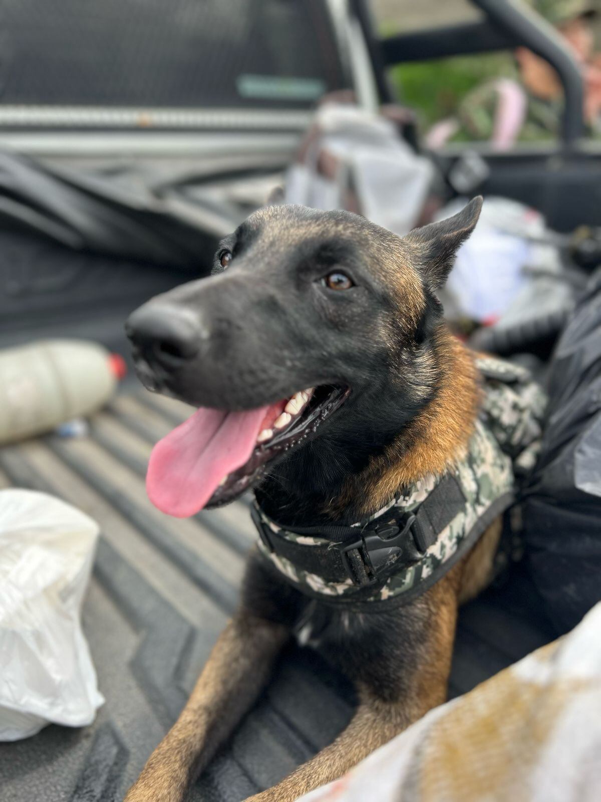 Peligrosa banda en Huila tenía un perro de nueve millones de pesos y un gran arsenal