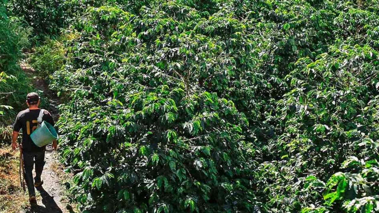 El gobierno colombiano ha anunciado que destinará más de US$30 millones en ayuda a los agricultores.