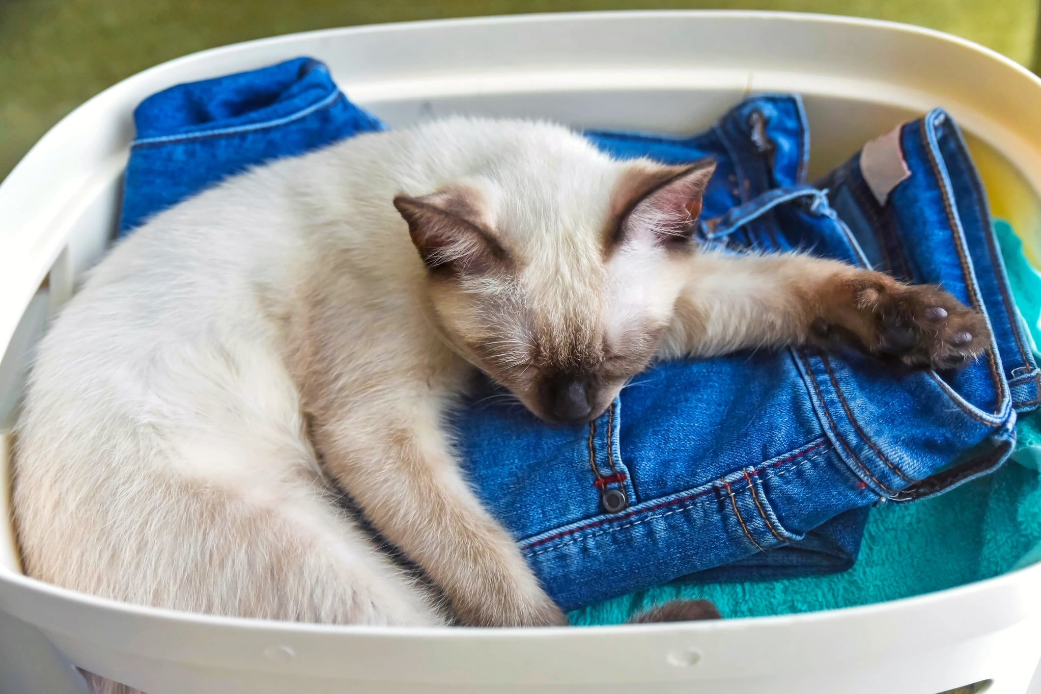 Gato durmiendo sobre ropa