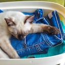 Gato durmiendo sobre ropa