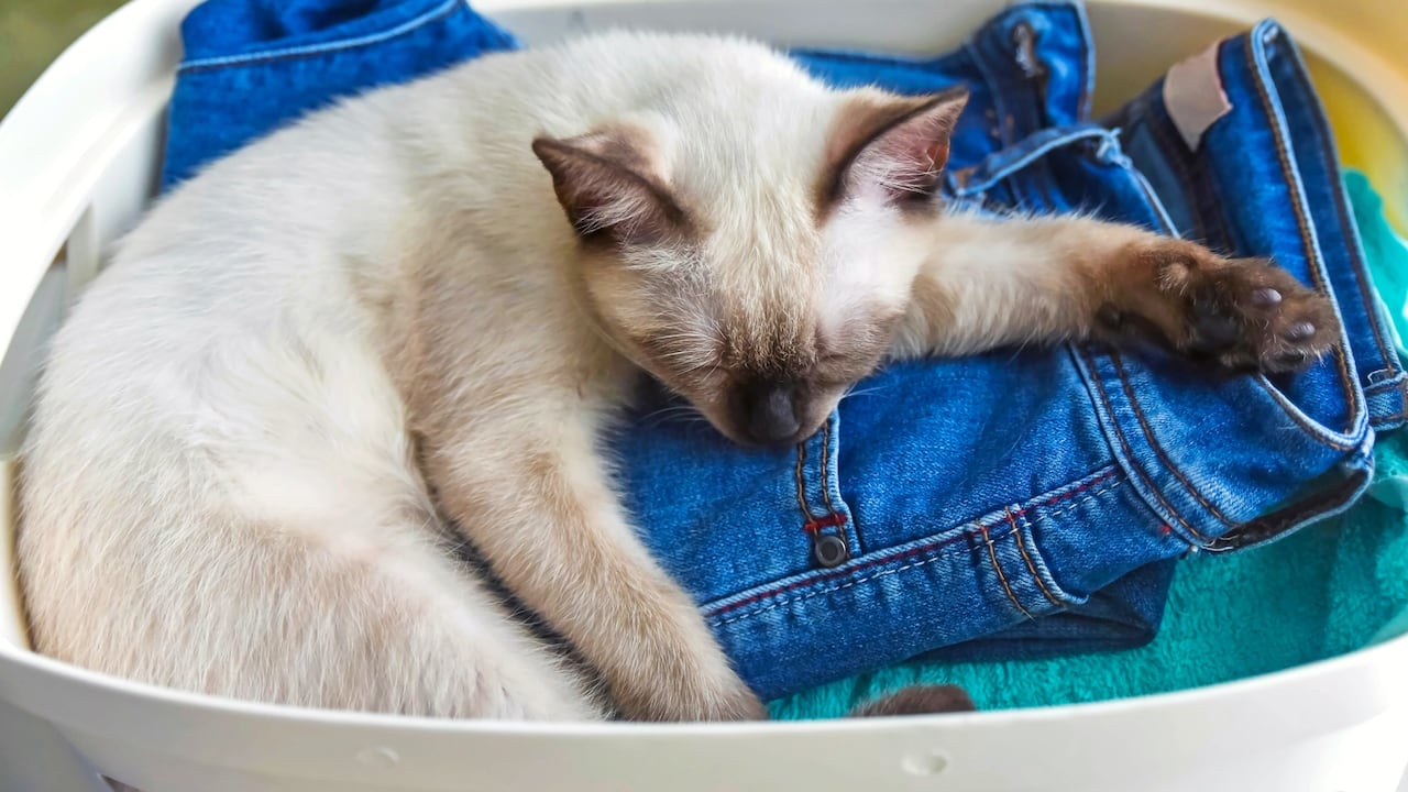 Hay razones detrás de la costumbre de los gatos de dormir sobre la ropa de sus dueños.