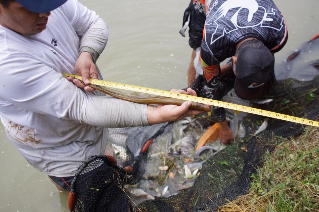 Plan para salvar al pez viringo en el Valle