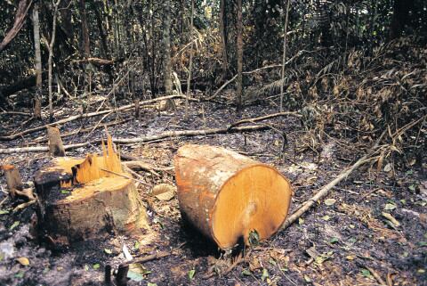 La sobreexplotación y el cambio climático son las principales amenazas de la pérdida de diversidad genética de los bosques.