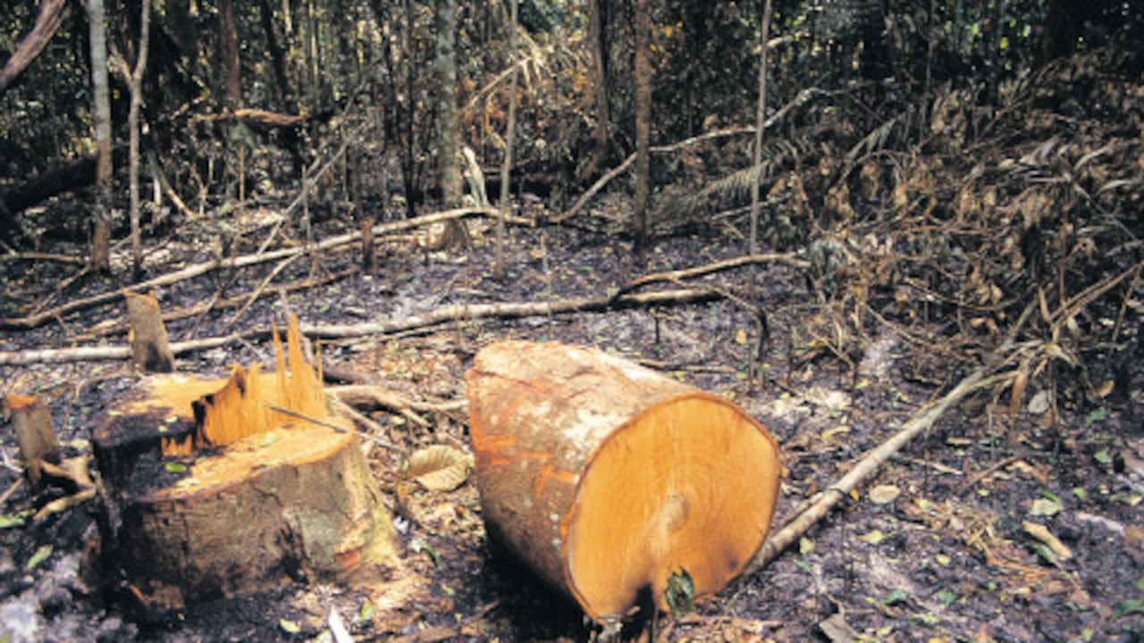 La sobreexplotación y el cambio climático son las principales amenazas de la pérdida de diversidad genética de los bosques.