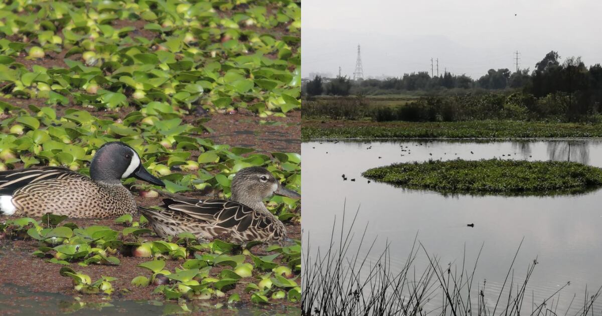 El pato canadiense es una de las aves migratorias que más hace presencia en los humedales bogotanos.