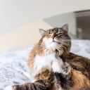 Los gatos tienen mayor acceso al aire libre y, en consecuencia, están expuestos continuamente a las pulgas.