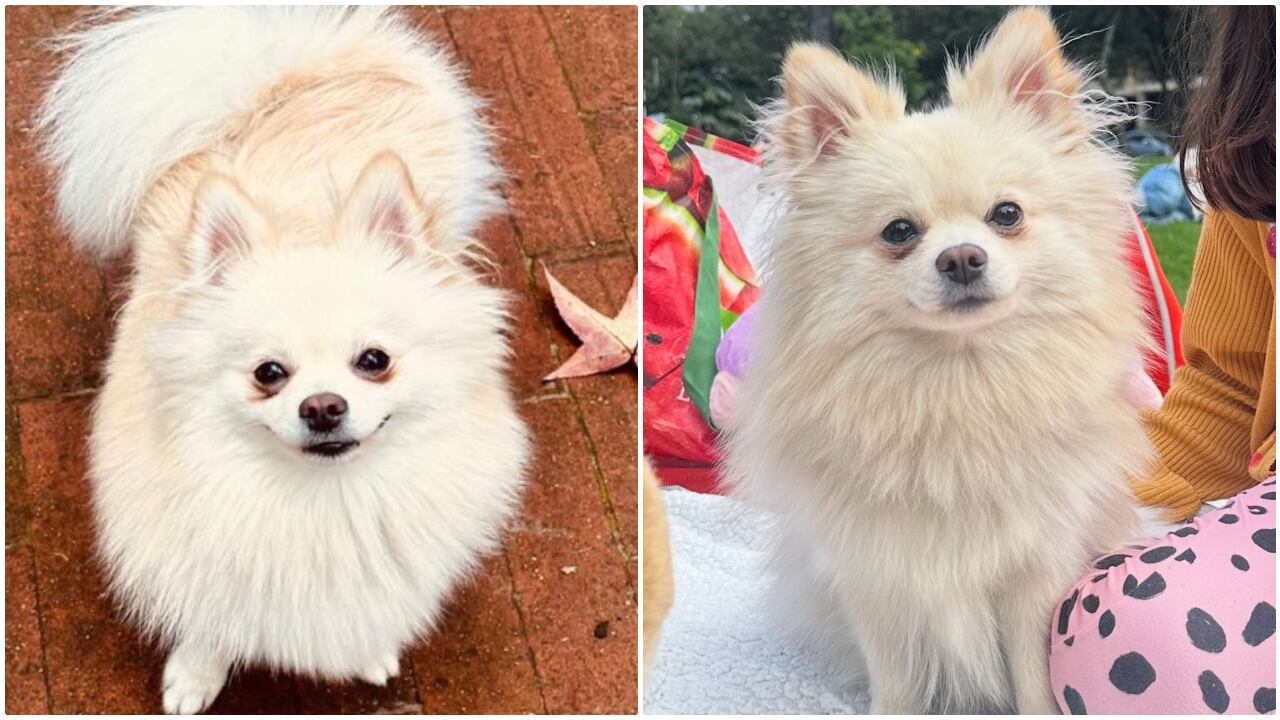 Duquesa fue robada de un establecimiento cerca de Atlantis en Bogotá la tarde del 8 de abril.