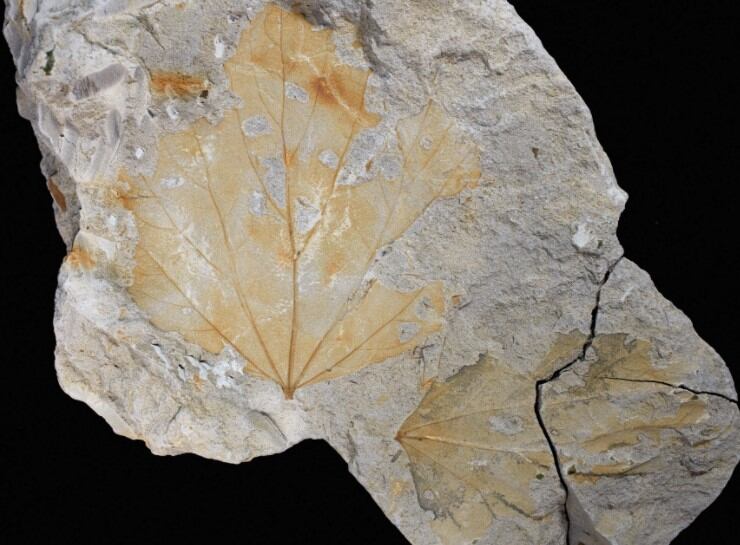 Hojas fósiles de la colección usada para el estudio.