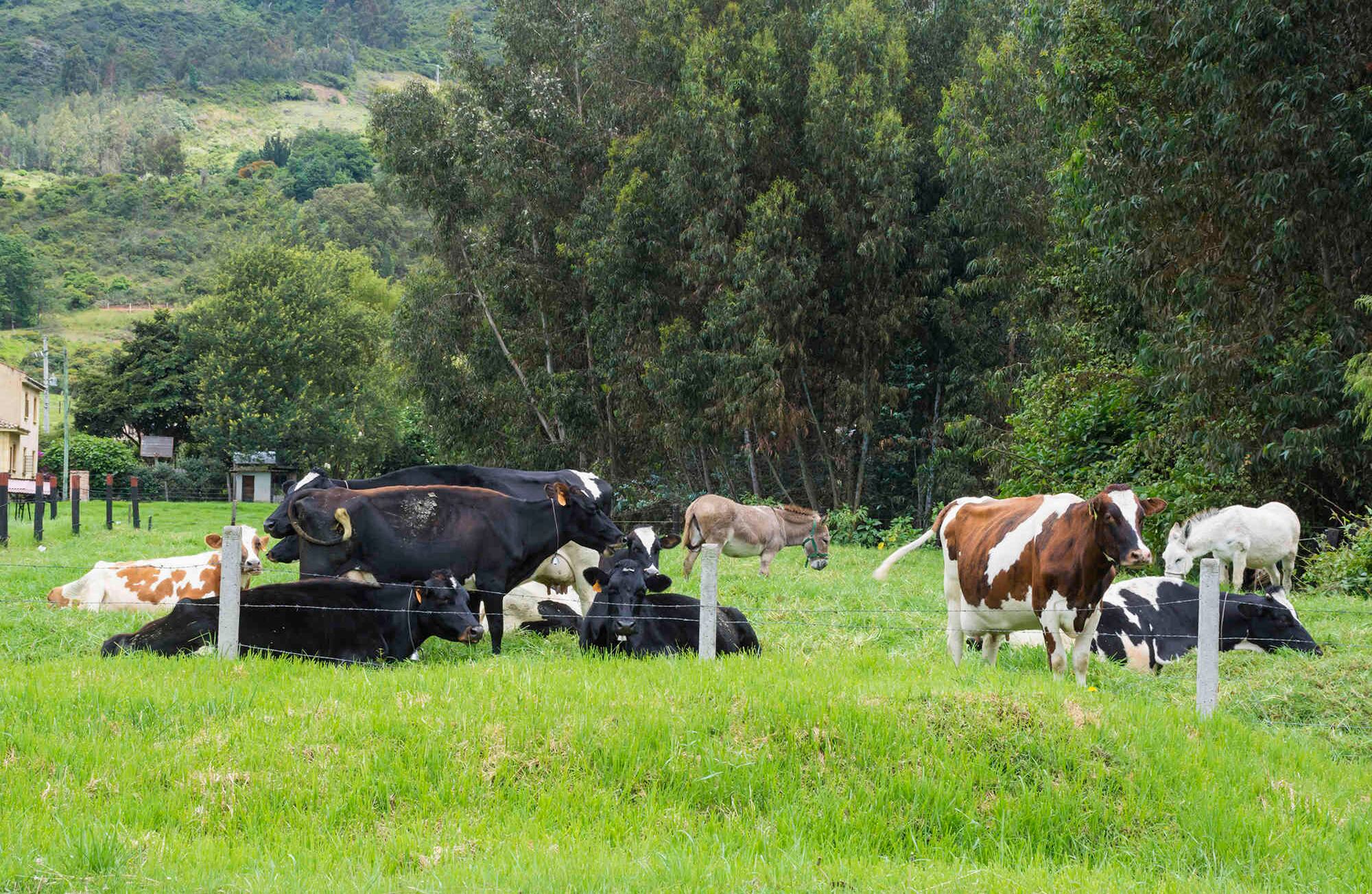 Foto: Gabriel González C. | Semana