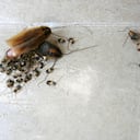 Eliminar los huevos de cucaracha de la casa es crucial por varias razones relacionadas con la salud.