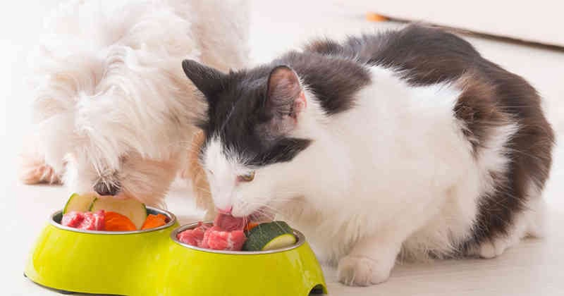 Los ácidos grasos son ideales para mejorar la salud de la piel, pues este nutriente da brillo al pelo del perro y también mejora su contextura corporal y estimular el apetito.