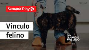 Vínculo felino | Enrique Vallejo en Salud Animal