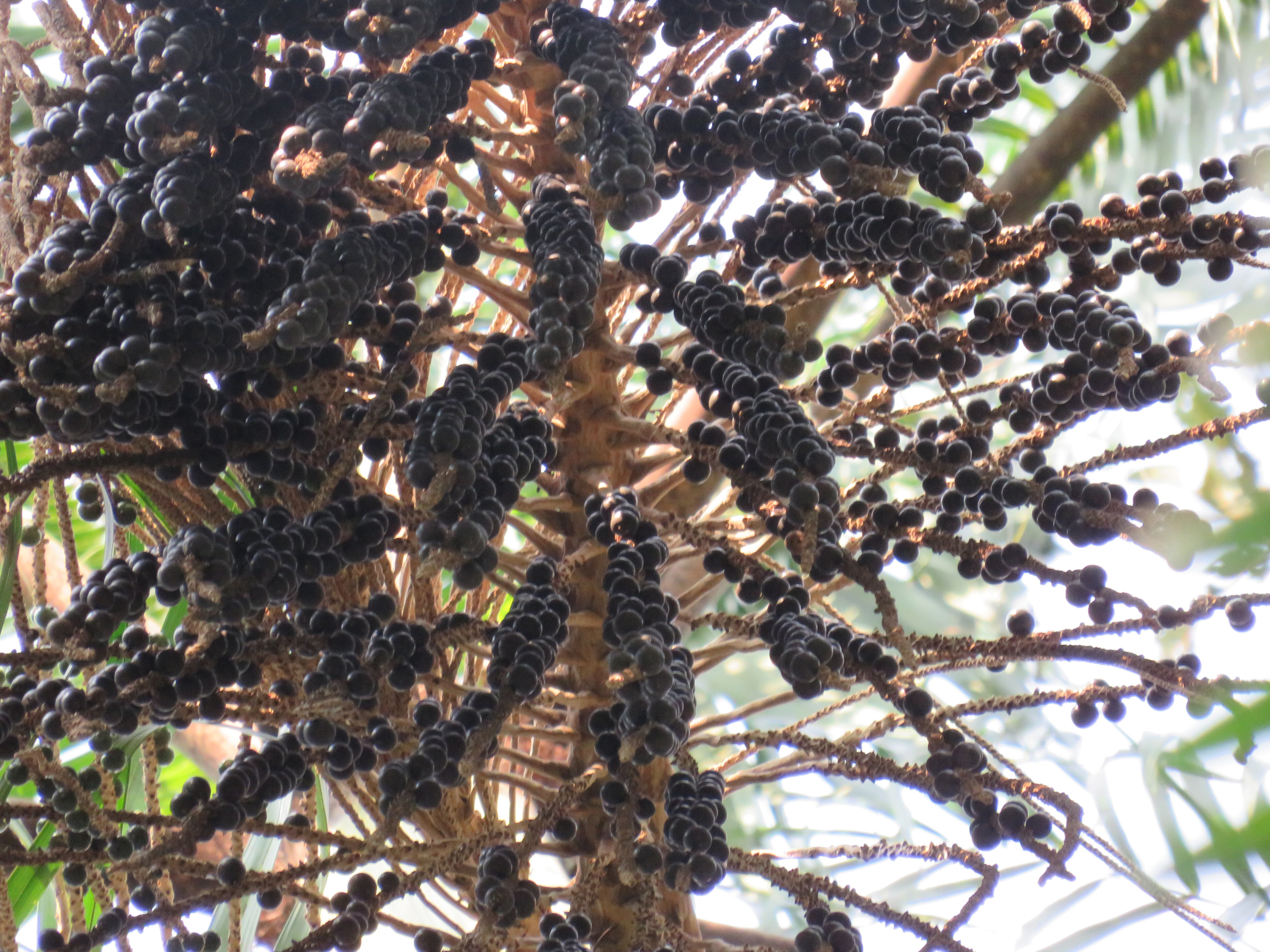 90 familias conservarán 8.000 hectáreas de bosque a través de su uso sostenible