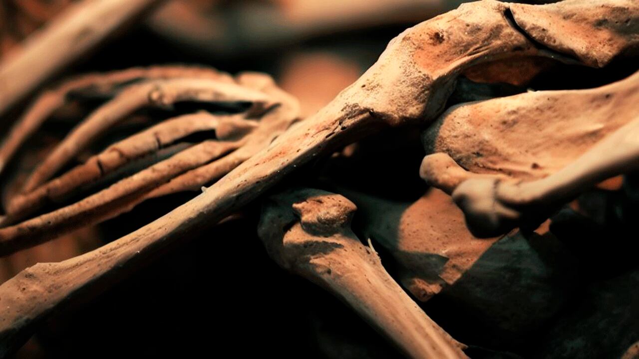 Ilustración de fósiles de ave, generada con inteligencia artificial.