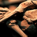 Ilustración de fósiles de ave, generada con inteligencia artificial.