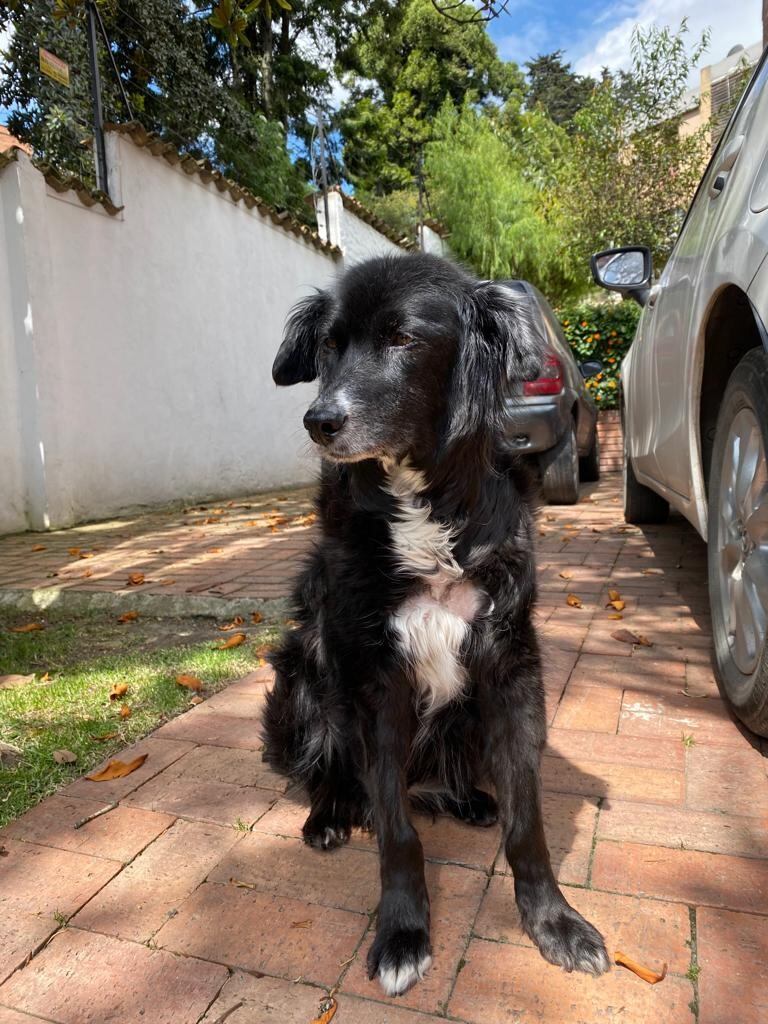 Implante de marcapasos a Candy