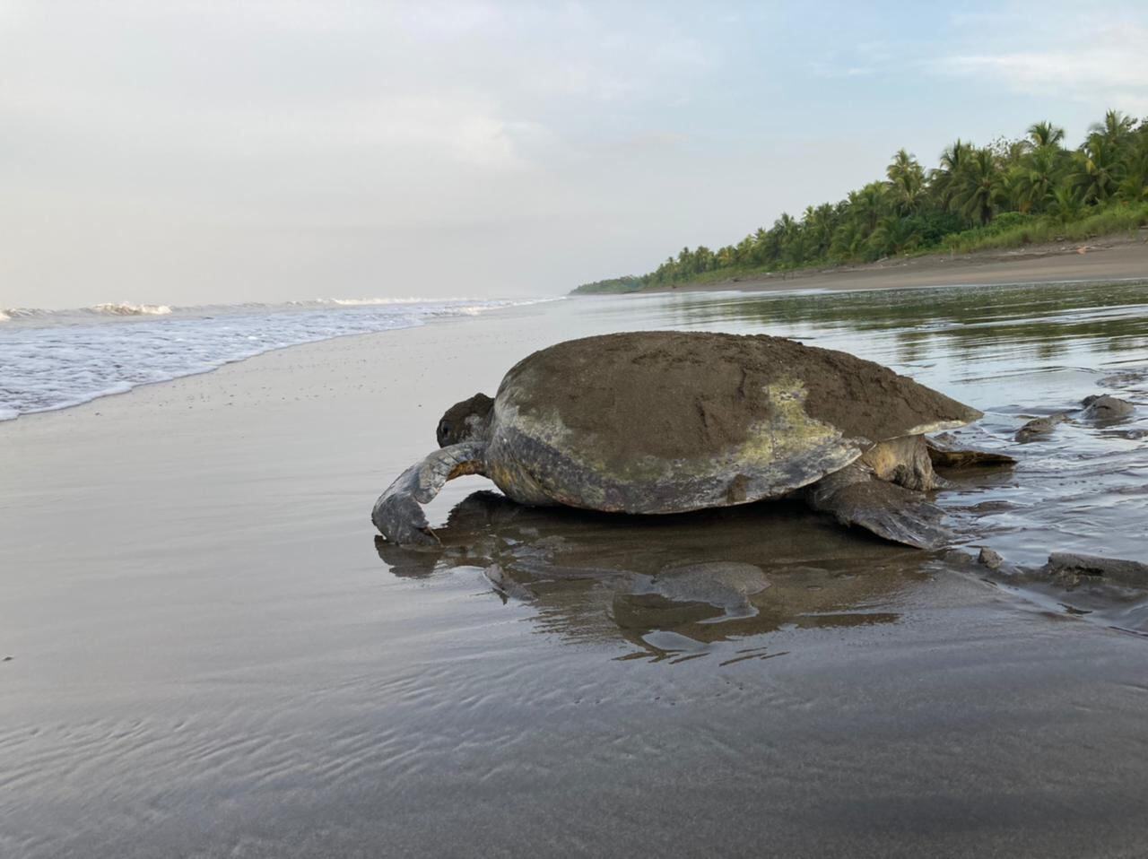 Así protegen a las tortugas marinas que llegan a las playas de Bahía Solano
