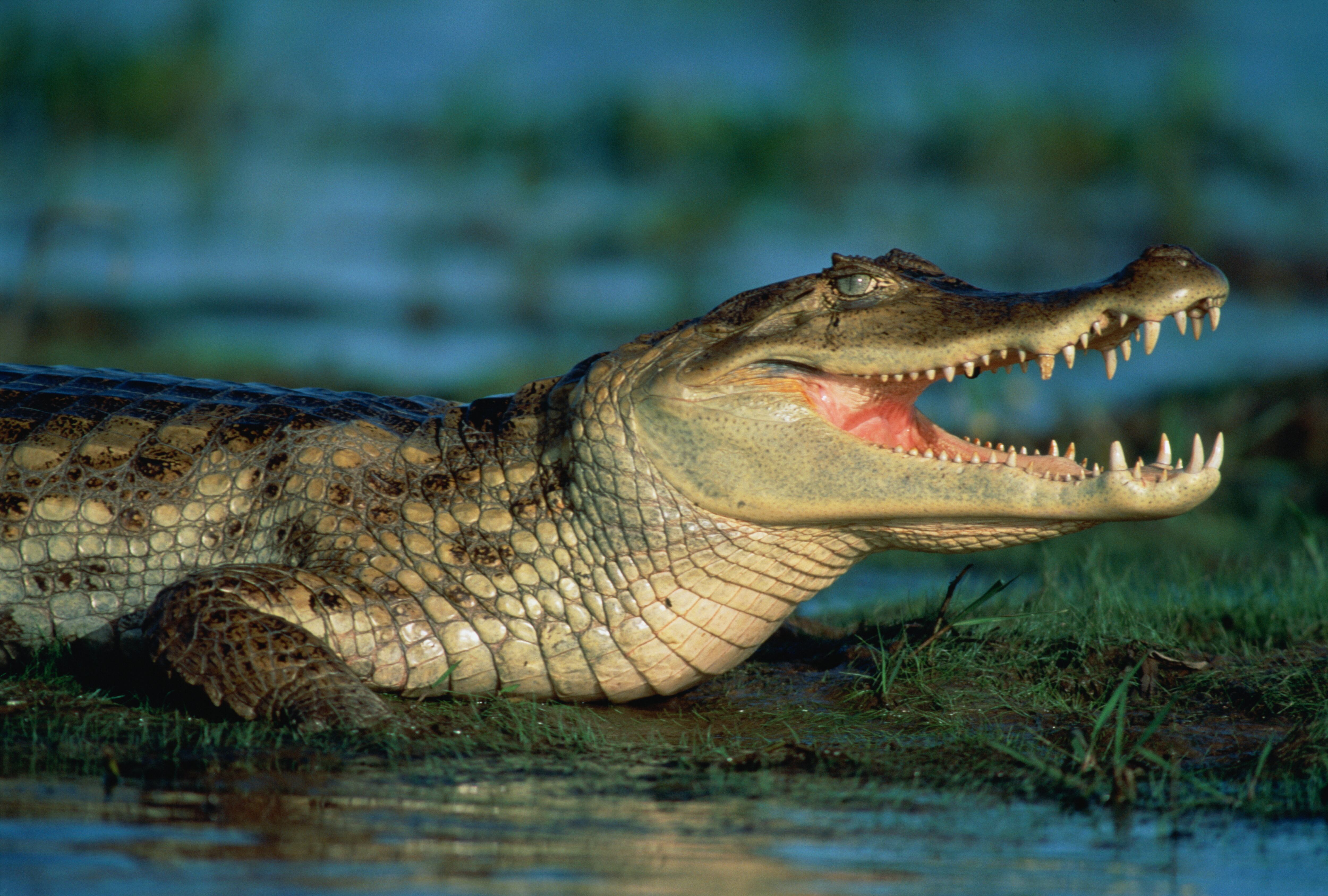Hay una acción que es ilegal con los caimanes en Florida.
