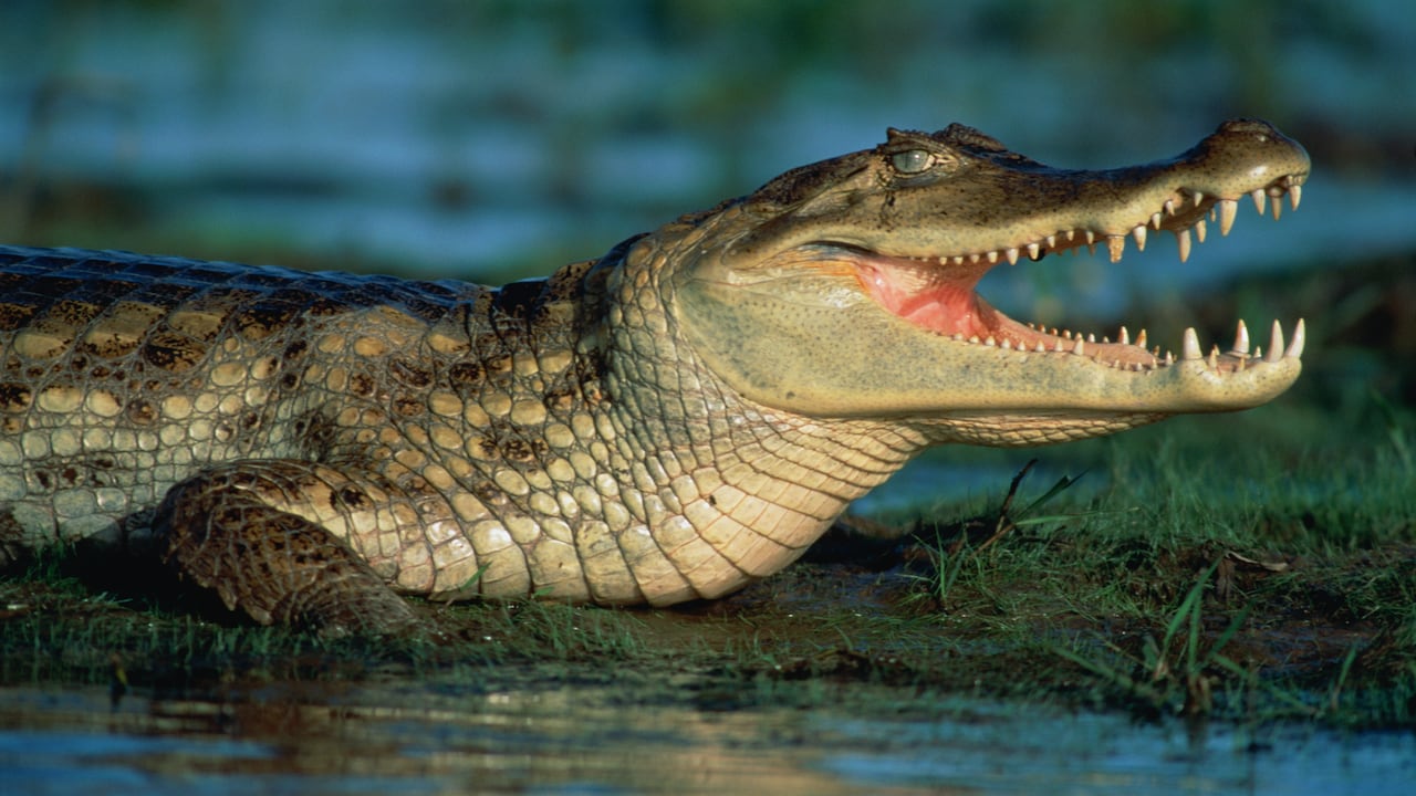 Hay una acción que es ilegal con los caimanes en Florida.