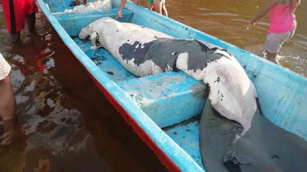 El manatí fue hallado muerto por pescadores de la región. Foto: CAS