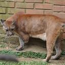 El puma 'Luis' llegó al refugio Villa Lorena luego de sufrir de una amputación cuando estaba en cautiverio.