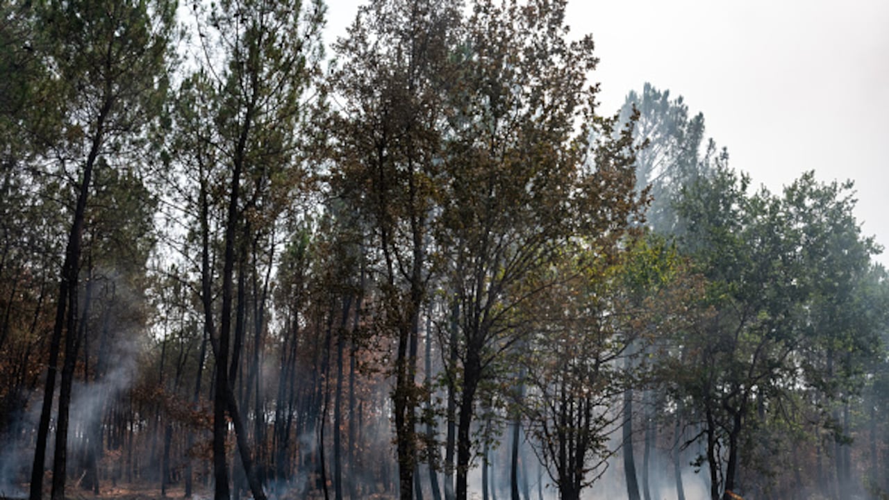 En total se han quemado más de 40.000 hectáreas este año en Francia, según las autoridades.