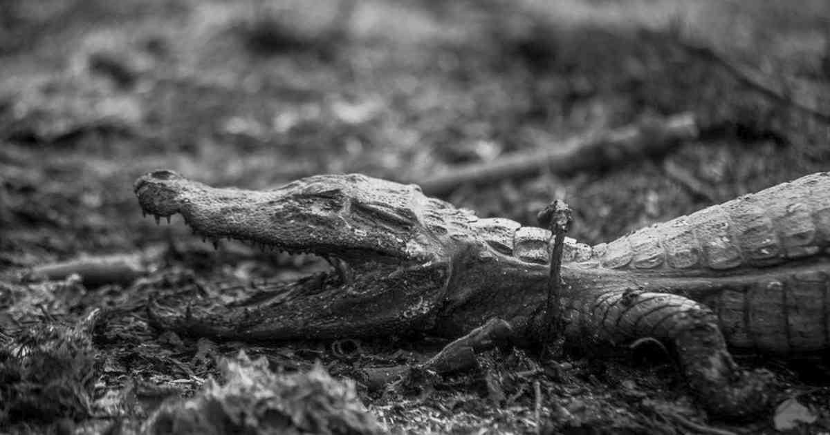 Numerosos animales son víctimas de los incendios en el Pantanal 2020