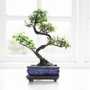 Explore cómo la antigua filosofía china del Feng Shui puede influir en la prosperidad financiera a través de la ubicación estratégica de un bonsái.