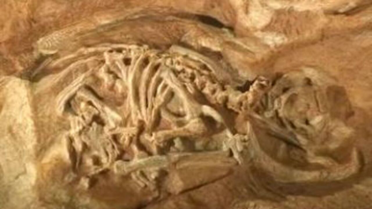 Los científicos habían supuesto que el tiempo de incubación de los huevos era similar, de once a 85 días.