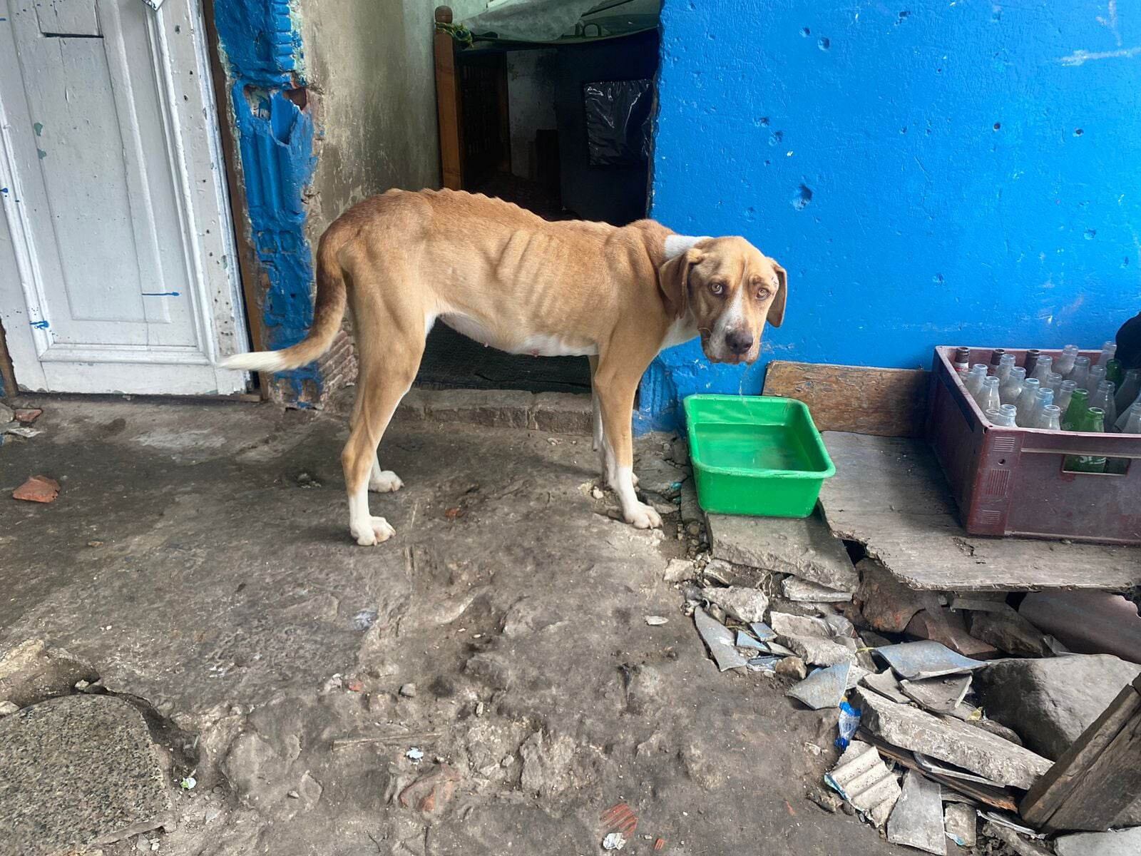 Kiara, fue rescatada en el barrio La Fragua, en Kennedy