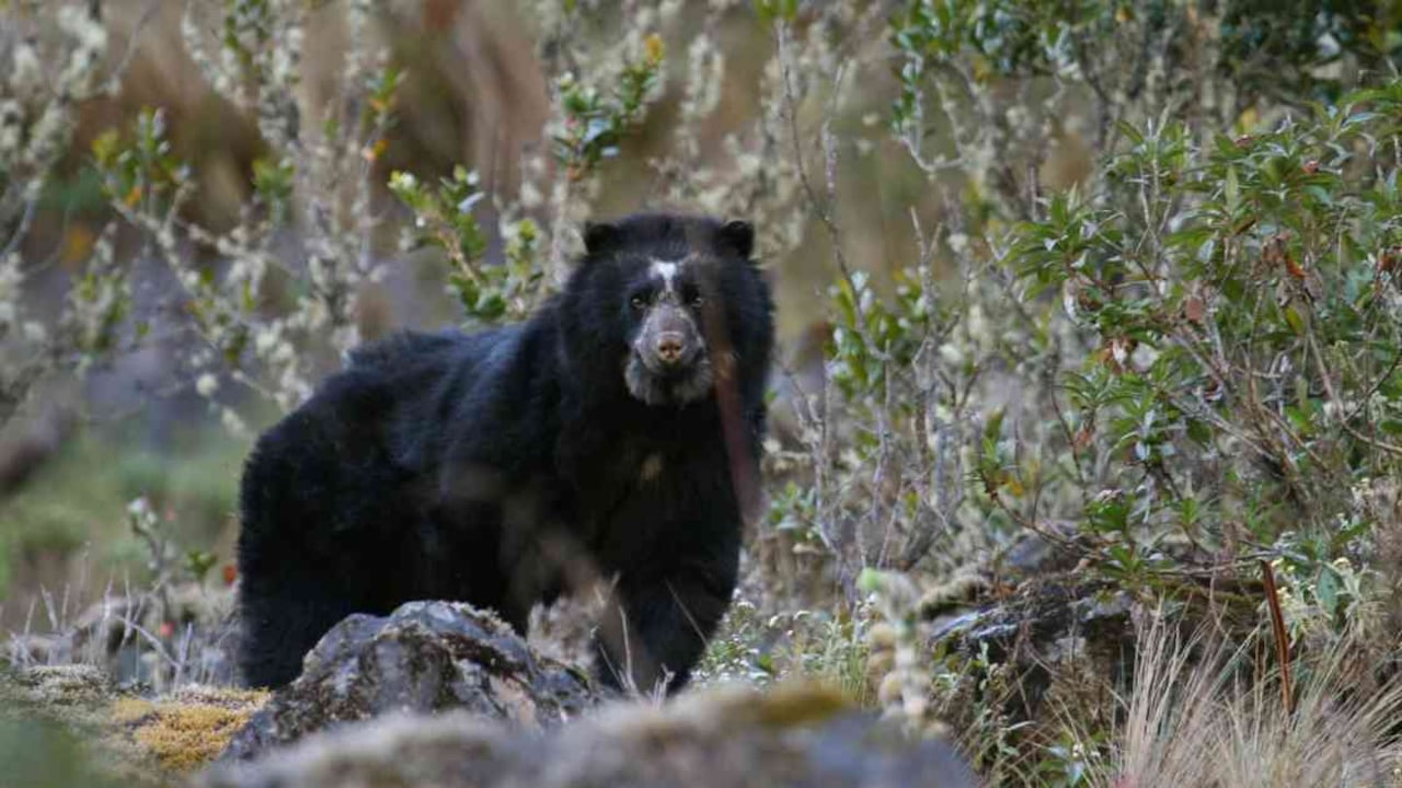 Oso andino. Foto: Robert Wallace / WCS Bolivia