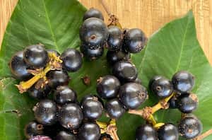 La planta lleva el nombre científico de Myrcia coquiensis, en honor al corregimiento de Coquí, donde se hizo el hallazgo.