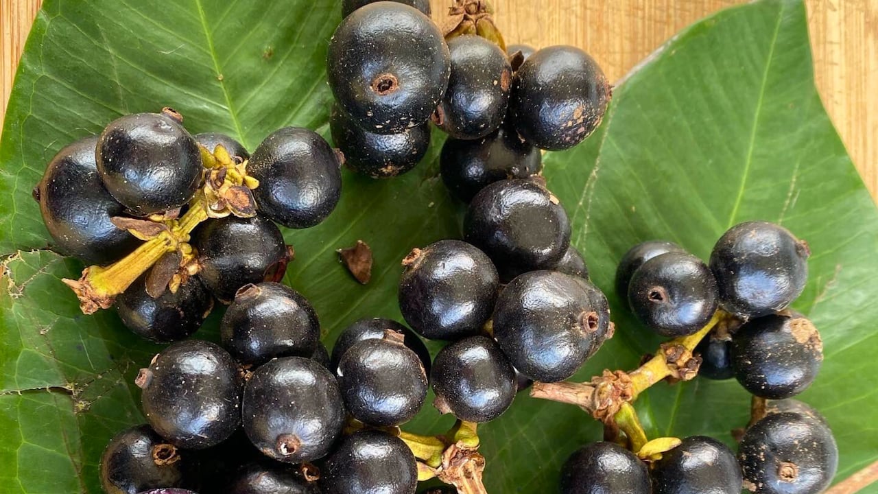 La planta lleva el nombre científico de Myrcia coquiensis, en honor al corregimiento de Coquí, donde se hizo el hallazgo.