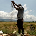 En el 2013, Colombia produjo 2.200.000 toneladas de arroz y consumió 2.700.000.