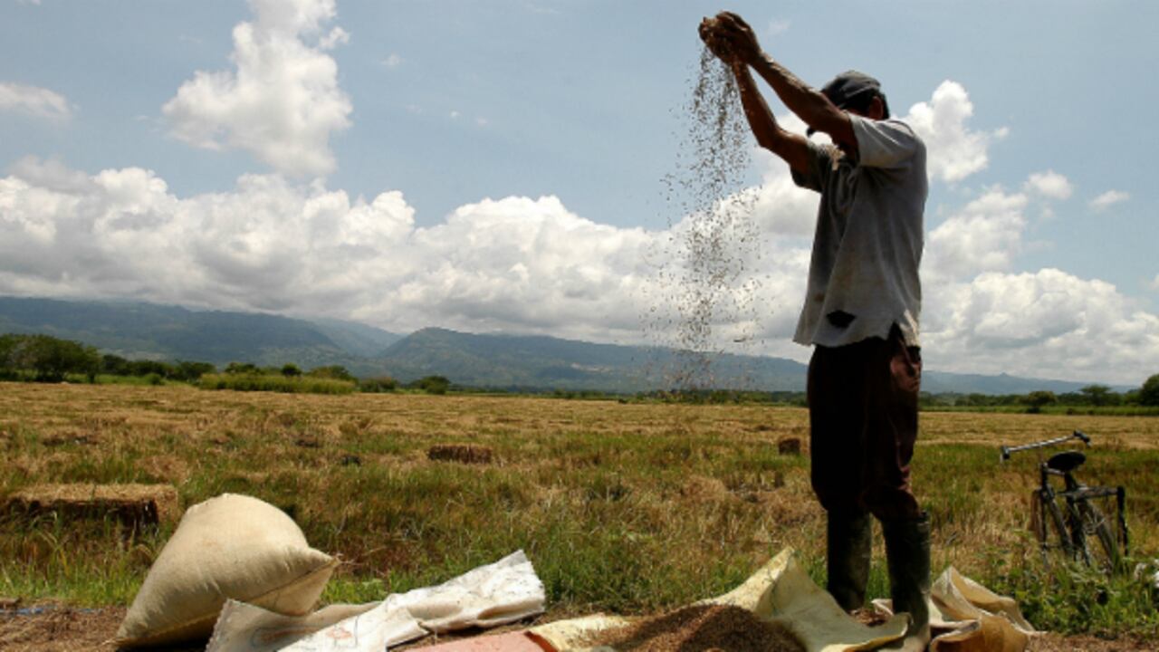 Son 400.000 familias que dependen de ese producto, el cual es cultivado por 16.000 agricultores de 216 municipios de Colombia.