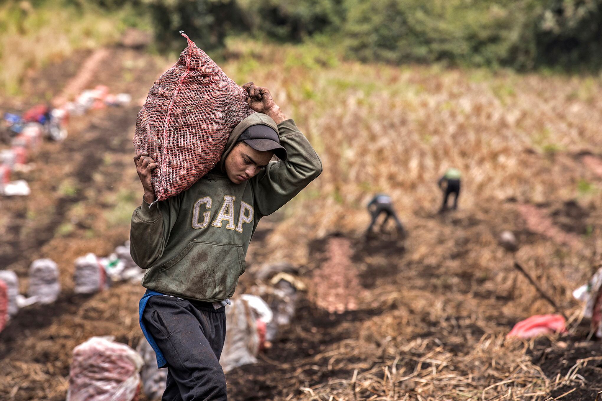 Cultivo papa Ventaquemada