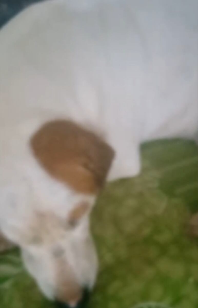 36 perros fueron envenenados en una fundación