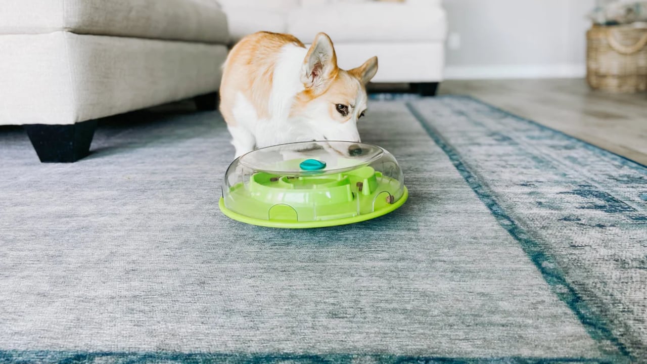 Dog Wobble Bowl