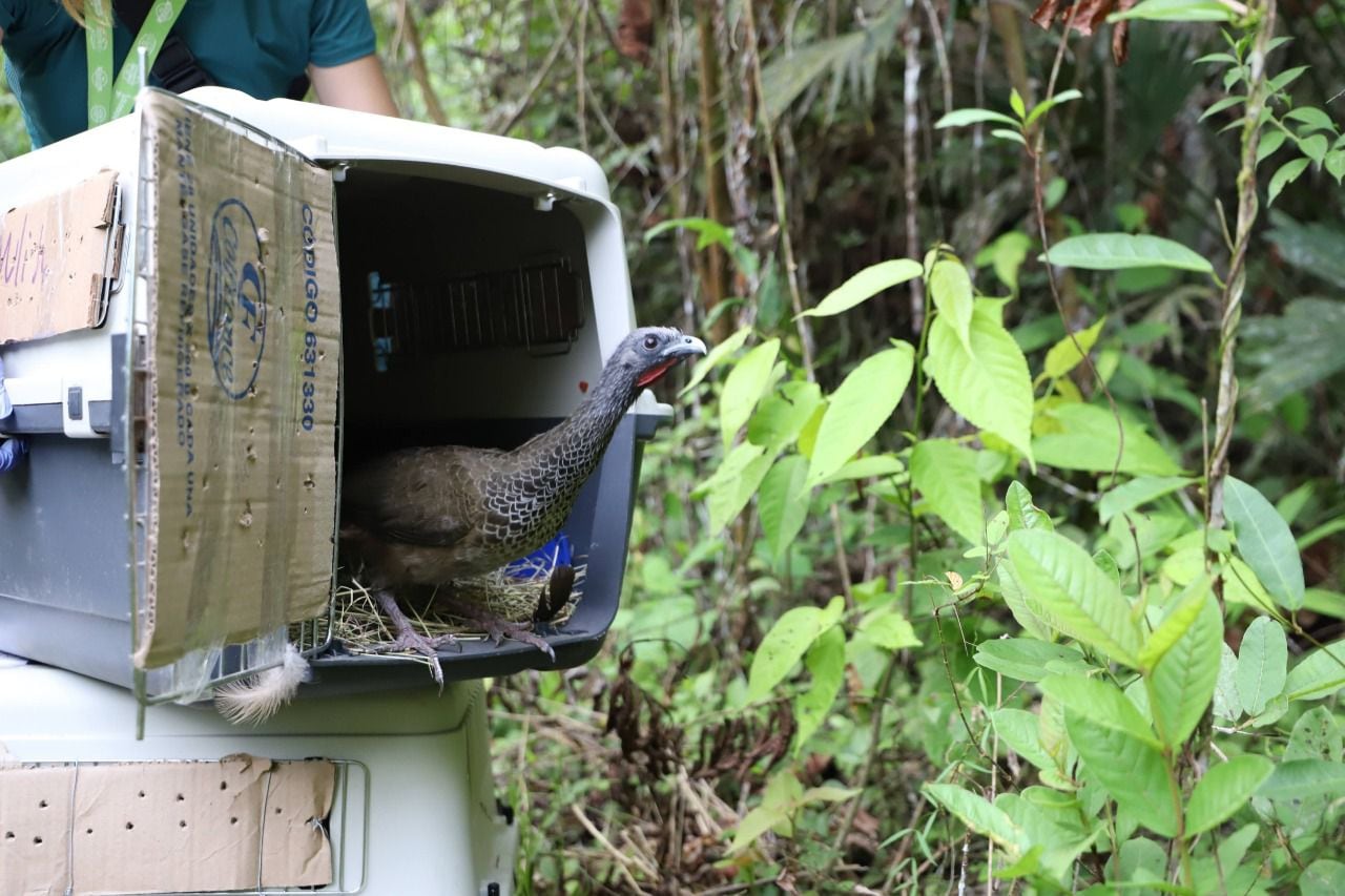 Animal silvestre incautado en Bogotá y liberado en el Magdalena Medio