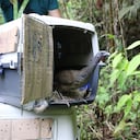 Animal silvestre incautado en Bogotá y liberado en el Magdalena Medio