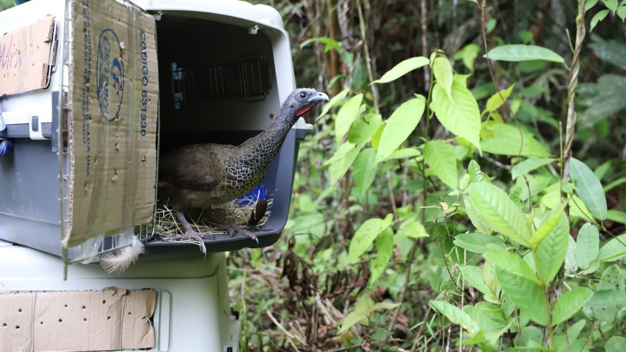 Animal silvestre incautado en Bogotá y liberado en el Magdalena Medio