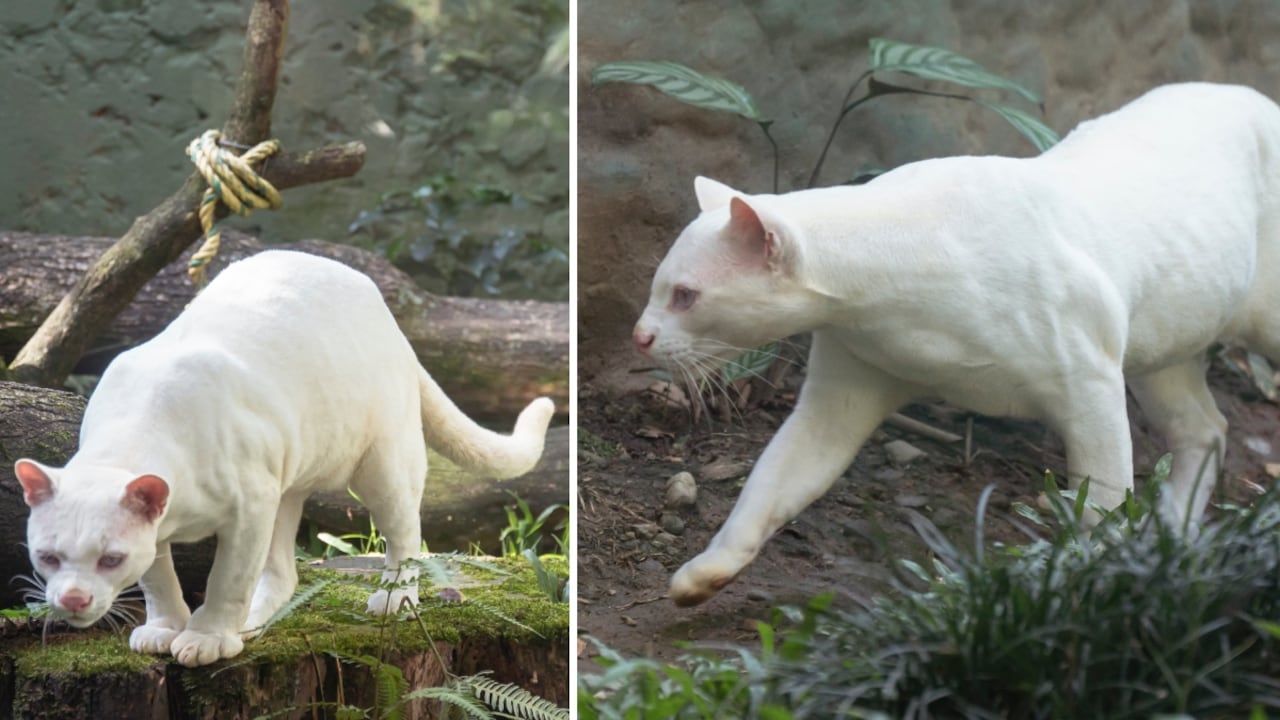 El individuo es una hembra silvestre que pertenece a la especie Leopardus pardalis