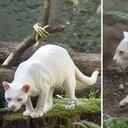 El individuo es una hembra silvestre que pertenece a la especie Leopardus pardalis