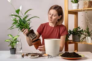 Cuna de Moisés y sus cuidados