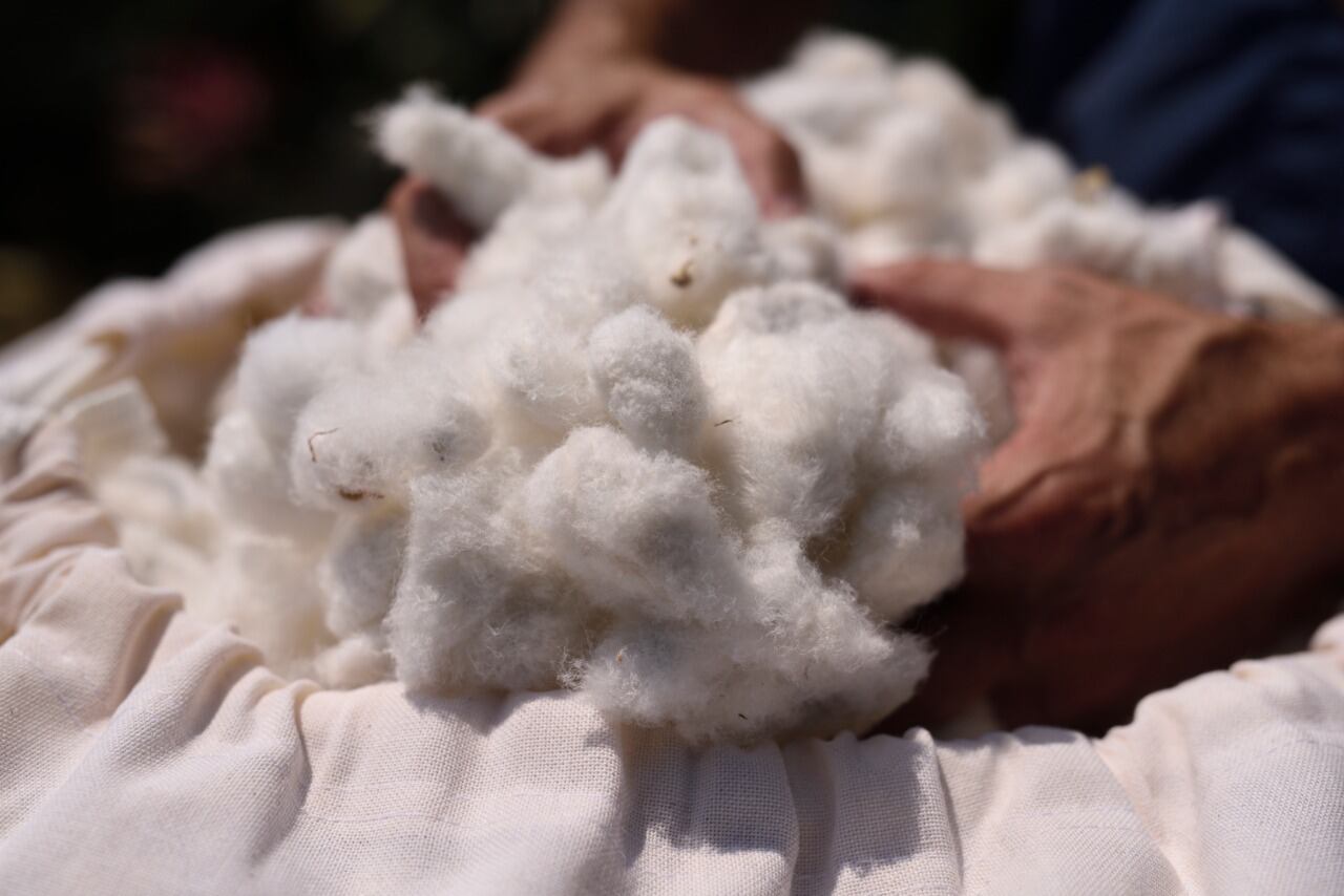 Algodón orgánico. Foto: cortesía FAO
