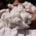 Algodón orgánico. Foto: cortesía FAO