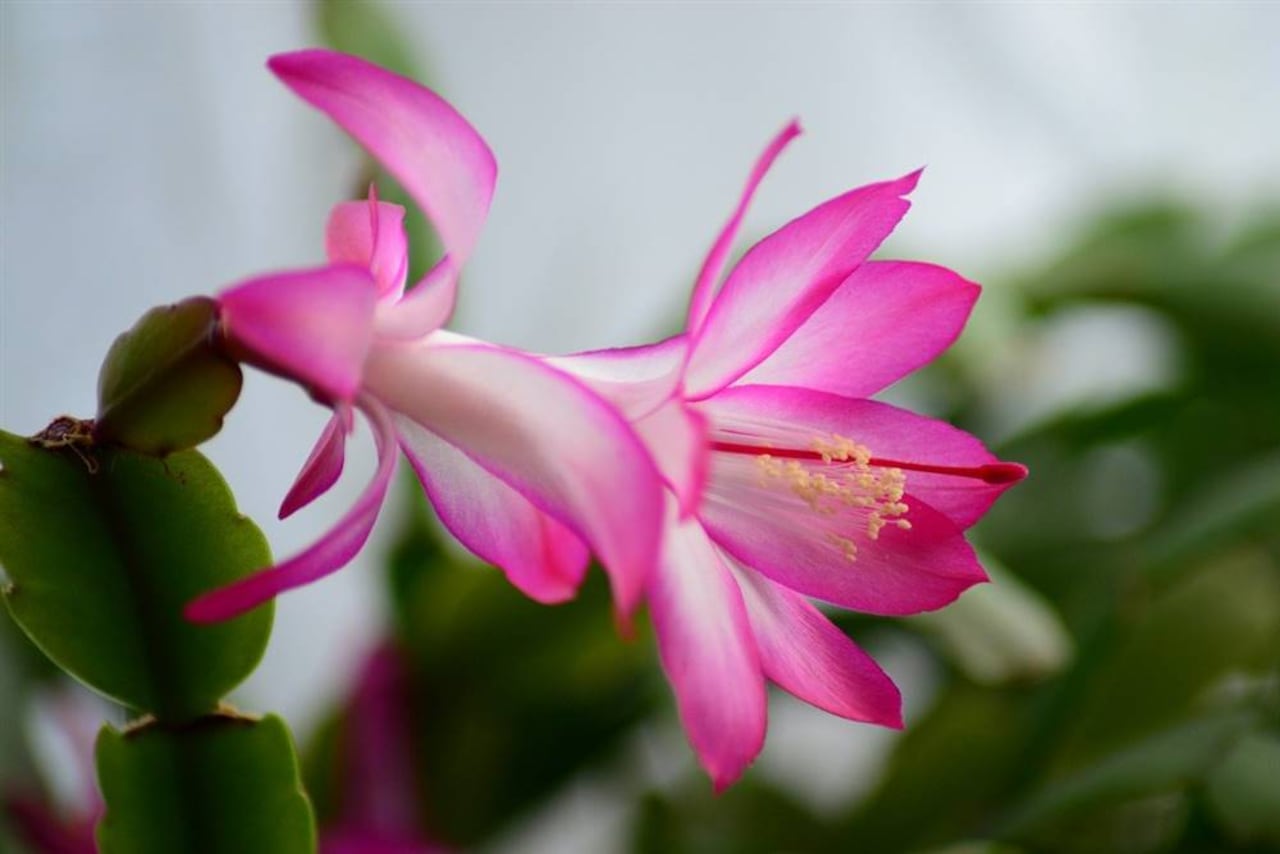 Flor de Navidad.