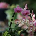 Existen cerca de 30.000 tipos de orquídeas en todo el mundo.